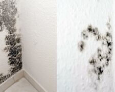 Dunkel Schimmelflecken in einer Ecke von einer Wohnung