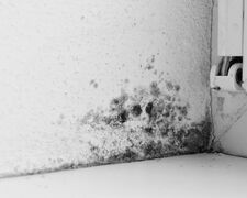 Dunkle Verfärbung der Tapete an einem Fenster aufgrund einer Schimmelbildung