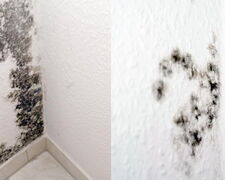 Dunkel Schimmelflecken in einer Ecke von einer Wohnung